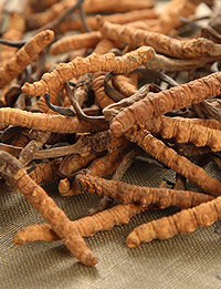 About Cordyceps